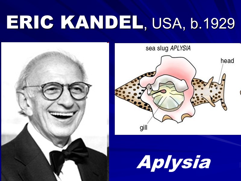 ERIC KANDEL, USA, b.1929  Aplysia